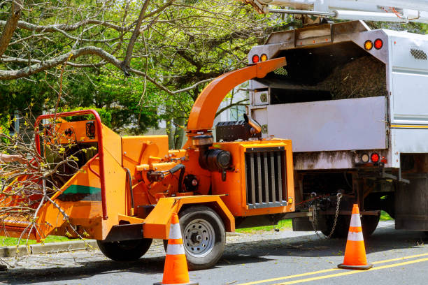 Tree and Shrub Care in Garden City, MI