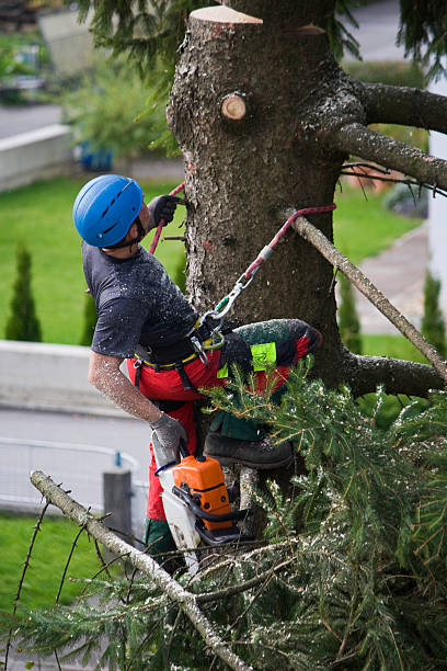 How Our Tree Care Process Works  in Garden City, MI